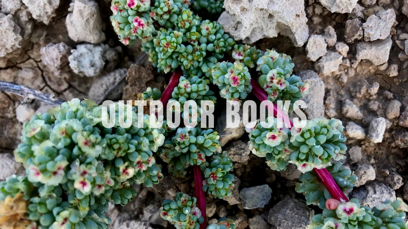 Top Outdoor Adventure Books